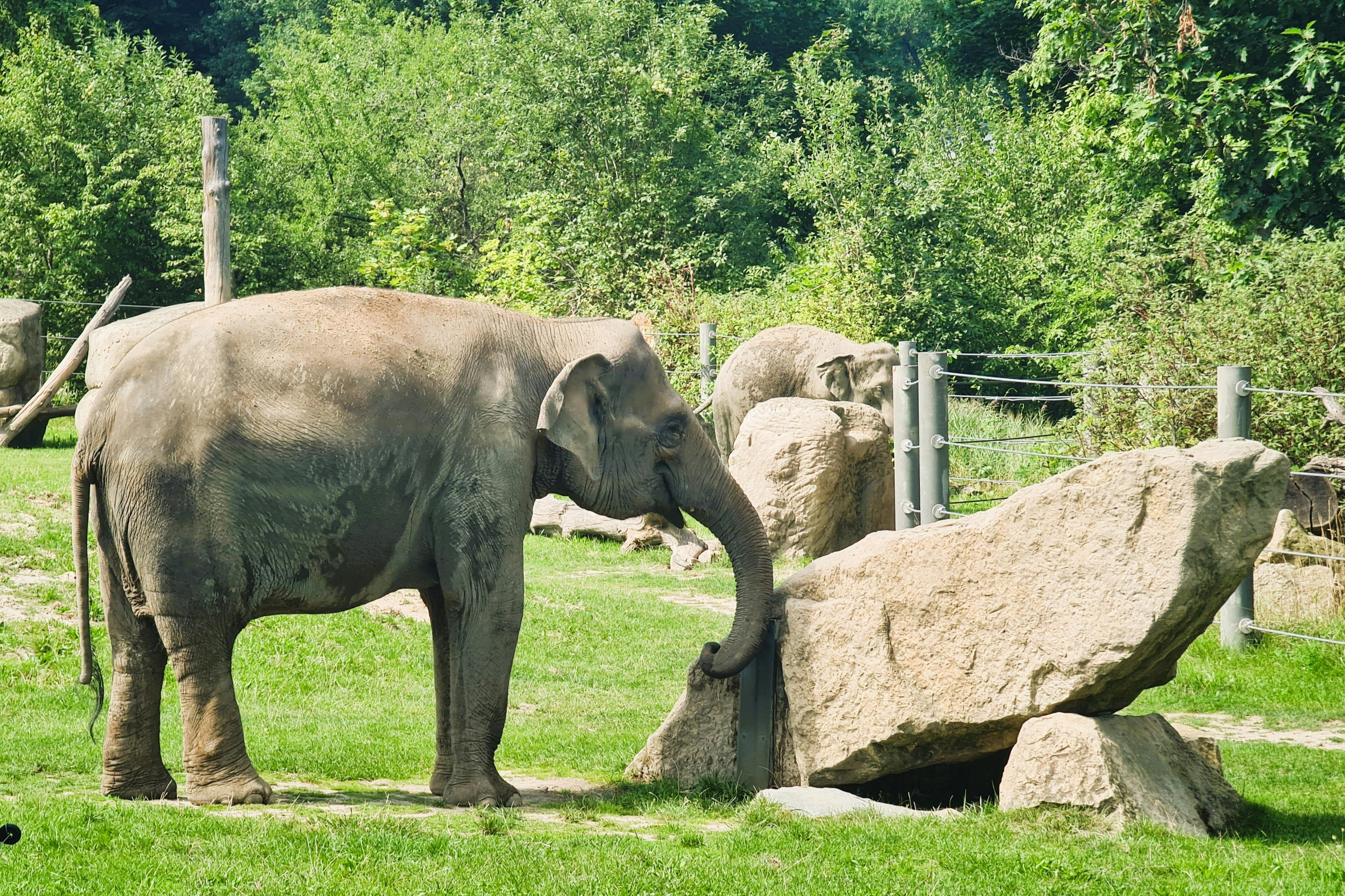 Prague Zoo: Roundtrip Transport + Audio Guide - Photo 1 of 11